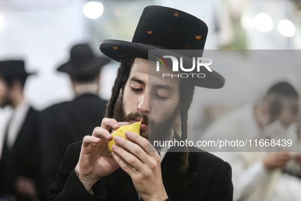 Jewish Clerics Carefully Inspect The Citron, A Fruit From The Lemon Tree And One Of The ''four Kinds'' As Mentioned In Leviticus 23:40, Near...