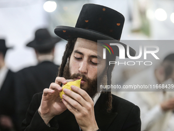 Jewish Clerics Carefully Inspect The Citron, A Fruit From The Lemon Tree And One Of The ''four Kinds'' As Mentioned In Leviticus 23:40, Near...