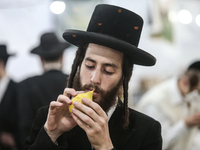 Jewish Clerics Carefully Inspect The Citron, A Fruit From The Lemon Tree And One Of The ''four Kinds'' As Mentioned In Leviticus 23:40, Near...