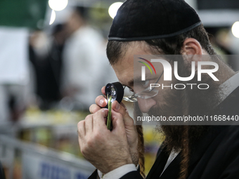 Jewish Clerics Carefully Inspect The Citron, A Fruit From The Lemon Tree And One Of The ''four Kinds'' As Mentioned In Leviticus 23:40, Near...