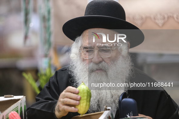 Jewish Clerics Carefully Inspect The Citron, A Fruit From The Lemon Tree And One Of The ''four Kinds'' As Mentioned In Leviticus 23:40, Near...