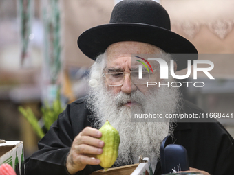 Jewish Clerics Carefully Inspect The Citron, A Fruit From The Lemon Tree And One Of The ''four Kinds'' As Mentioned In Leviticus 23:40, Near...