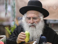 Jewish Clerics Carefully Inspect The Citron, A Fruit From The Lemon Tree And One Of The ''four Kinds'' As Mentioned In Leviticus 23:40, Near...