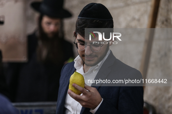 Jewish Clerics Carefully Inspect The Citron, A Fruit From The Lemon Tree And One Of The ''four Kinds'' As Mentioned In Leviticus 23:40, Near...