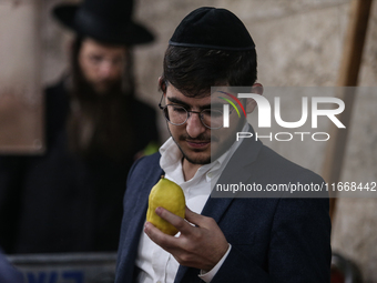 Jewish Clerics Carefully Inspect The Citron, A Fruit From The Lemon Tree And One Of The ''four Kinds'' As Mentioned In Leviticus 23:40, Near...