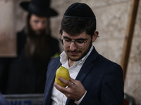 Jewish Clerics Carefully Inspect The Citron, A Fruit From The Lemon Tree And One Of The ''four Kinds'' As Mentioned In Leviticus 23:40, Near...