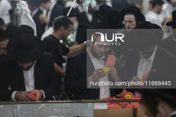 Jewish Clerics Carefully Inspect The Citron, A Fruit From The Lemon Tree And One Of The ''four Kinds'' As Mentioned In Leviticus 23:40, Near...