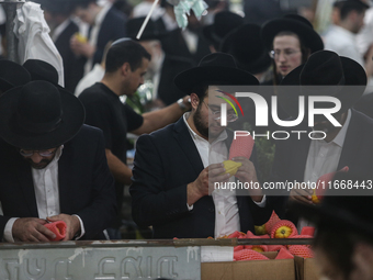 Jewish Clerics Carefully Inspect The Citron, A Fruit From The Lemon Tree And One Of The ''four Kinds'' As Mentioned In Leviticus 23:40, Near...