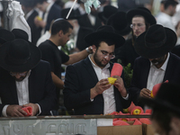 Jewish Clerics Carefully Inspect The Citron, A Fruit From The Lemon Tree And One Of The ''four Kinds'' As Mentioned In Leviticus 23:40, Near...