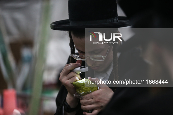 Jewish Clerics Carefully Inspect The Citron, A Fruit From The Lemon Tree And One Of The ''four Kinds'' As Mentioned In Leviticus 23:40, Near...