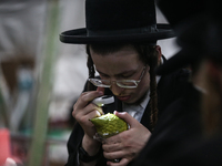 Jewish Clerics Carefully Inspect The Citron, A Fruit From The Lemon Tree And One Of The ''four Kinds'' As Mentioned In Leviticus 23:40, Near...