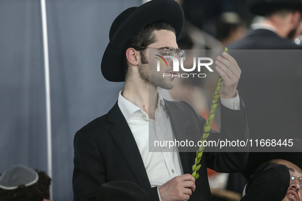 Jewish Clerics Carefully Inspect The Citron, A Fruit From The Lemon Tree And One Of The ''four Kinds'' As Mentioned In Leviticus 23:40, Near...