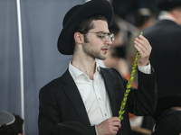 Jewish Clerics Carefully Inspect The Citron, A Fruit From The Lemon Tree And One Of The ''four Kinds'' As Mentioned In Leviticus 23:40, Near...