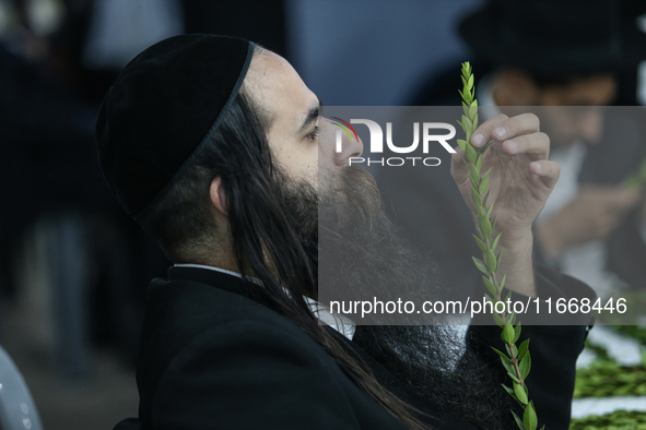 Jewish Clerics Carefully Inspect The Citron, A Fruit From The Lemon Tree And One Of The ''four Kinds'' As Mentioned In Leviticus 23:40, Near...