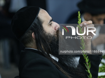 Jewish Clerics Carefully Inspect The Citron, A Fruit From The Lemon Tree And One Of The ''four Kinds'' As Mentioned In Leviticus 23:40, Near...