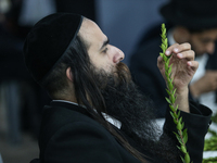 Jewish Clerics Carefully Inspect The Citron, A Fruit From The Lemon Tree And One Of The ''four Kinds'' As Mentioned In Leviticus 23:40, Near...