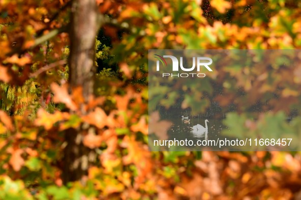 A swan is on the lake of the garden of the Bois Marquis in Vernioz, France, on October 15, 2024. 