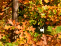 A swan is on the lake of the garden of the Bois Marquis in Vernioz, France, on October 15, 2024. (