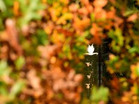 A swan is on the lake of the garden of the Bois Marquis in Vernioz, France, on October 15, 2024. (