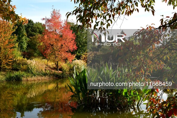 An autumn forest is in the garden of the Bois Marquis in Vernioz, France, on October 15, 2024. 