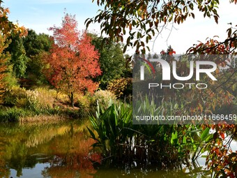 An autumn forest is in the garden of the Bois Marquis in Vernioz, France, on October 15, 2024. (