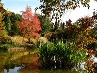 An autumn forest is in the garden of the Bois Marquis in Vernioz, France, on October 15, 2024. (