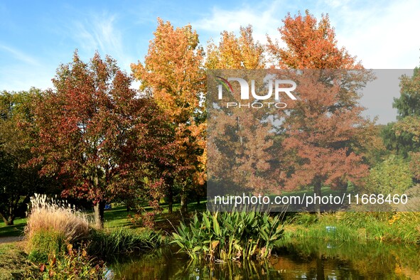 An autumn forest is in the garden of the Bois Marquis in Vernioz, France, on October 15, 2024. 