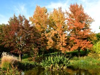 An autumn forest is in the garden of the Bois Marquis in Vernioz, France, on October 15, 2024. (