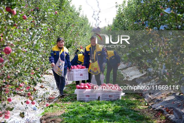 Fruit farmers harvest apples in Weinan, China, on October 15, 2024. 