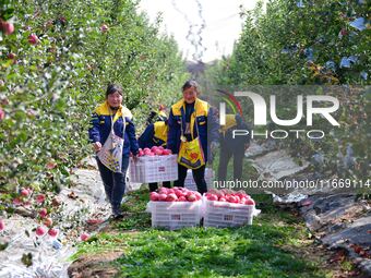 Fruit farmers harvest apples in Weinan, China, on October 15, 2024. (