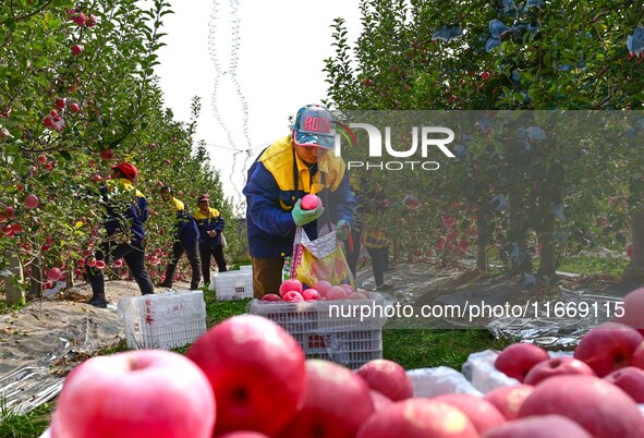 Fruit farmers harvest apples in Weinan, China, on October 15, 2024. 