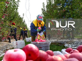 Fruit farmers harvest apples in Weinan, China, on October 15, 2024. (