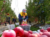 Fruit farmers harvest apples in Weinan, China, on October 15, 2024. (