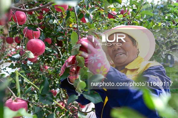 A fruit farmer picks apples in Weinan, China, on October 15, 2024. 