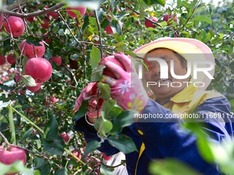 A fruit farmer picks apples in Weinan, China, on October 15, 2024. (