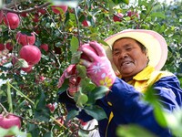 A fruit farmer picks apples in Weinan, China, on October 15, 2024. (