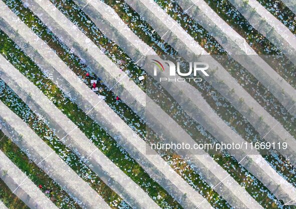 An aerial photo shows the scenery of a modern apple industry demonstration park in Weinan, China, on October 15, 2024. 