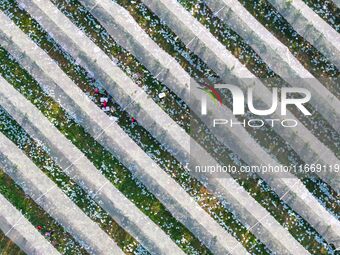 An aerial photo shows the scenery of a modern apple industry demonstration park in Weinan, China, on October 15, 2024. (