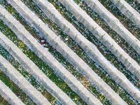 An aerial photo shows the scenery of a modern apple industry demonstration park in Weinan, China, on October 15, 2024. (