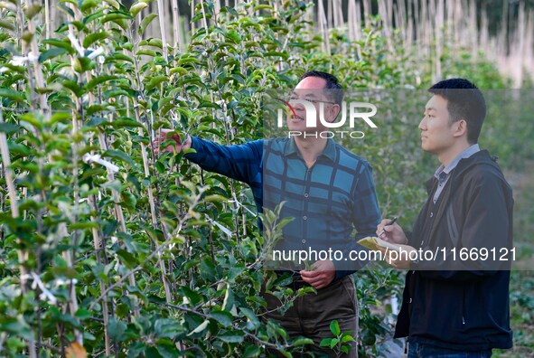 Scientists observe the growth of apple saplings in Weinan, China, on October 15, 2024. 