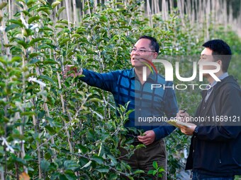 Scientists observe the growth of apple saplings in Weinan, China, on October 15, 2024. (