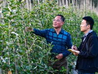 Scientists observe the growth of apple saplings in Weinan, China, on October 15, 2024. (