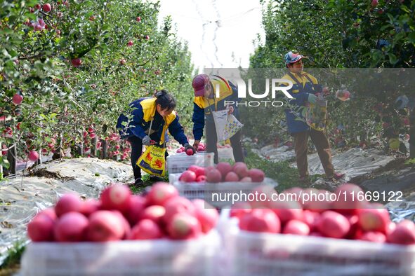 Fruit farmers harvest apples in Weinan, China, on October 15, 2024. 