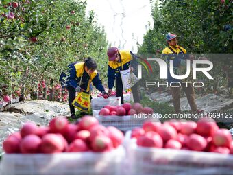 Fruit farmers harvest apples in Weinan, China, on October 15, 2024. (