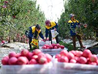 Fruit farmers harvest apples in Weinan, China, on October 15, 2024. (