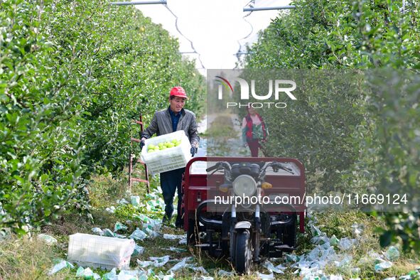 Fruit farmers harvest apples in Weinan, China, on October 15, 2024. 