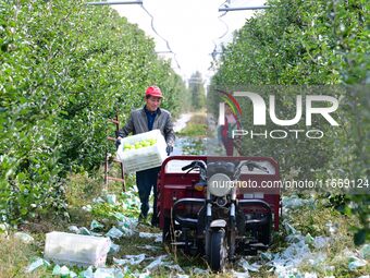 Fruit farmers harvest apples in Weinan, China, on October 15, 2024. (