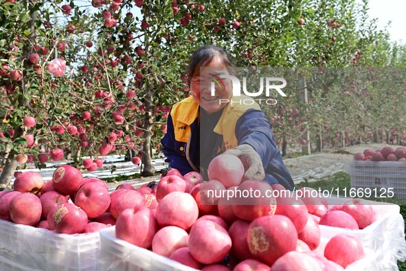 A fruit farmer harvests apples in Weinan, China, on October 15, 2024. 