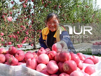 A fruit farmer harvests apples in Weinan, China, on October 15, 2024. (