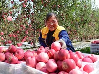 A fruit farmer harvests apples in Weinan, China, on October 15, 2024. (